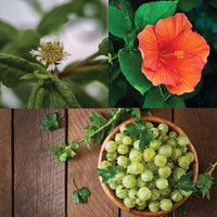 Bhringraj, Amla, Hibiscus